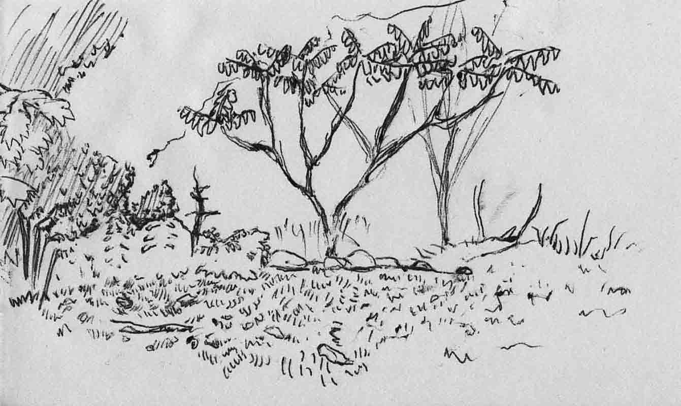 bushes sketch